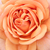 Oranžna - Angleška vrtnica - Ellen